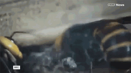 亚洲大黄蜂|它上过央视《致富经》，却成了许多美国人的噩梦