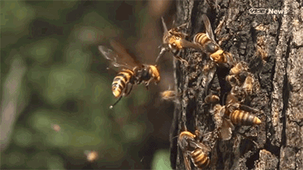 亚洲大黄蜂|它上过央视《致富经》，却成了许多美国人的噩梦