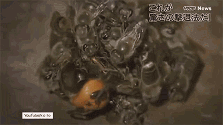 亚洲大黄蜂|它上过央视《致富经》，却成了许多美国人的噩梦