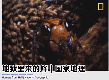 亚洲大黄蜂|它上过央视《致富经》，却成了许多美国人的噩梦