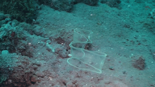 柳叶鳗|透明的不只有幽灵，还有这种鱼｜每天一条冷知识