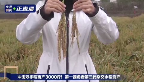 厉害!亩产超过3000斤,在衡南县再破纪录