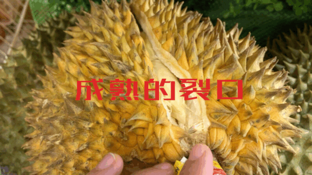 嗅觉|榴莲闻着臭吃着香，是因为我们的嗅觉分为鼻前嗅觉和鼻后嗅觉