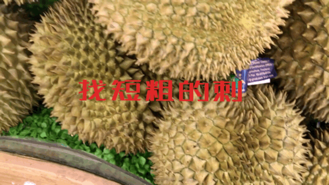 嗅觉|榴莲闻着臭吃着香，是因为我们的嗅觉分为鼻前嗅觉和鼻后嗅觉