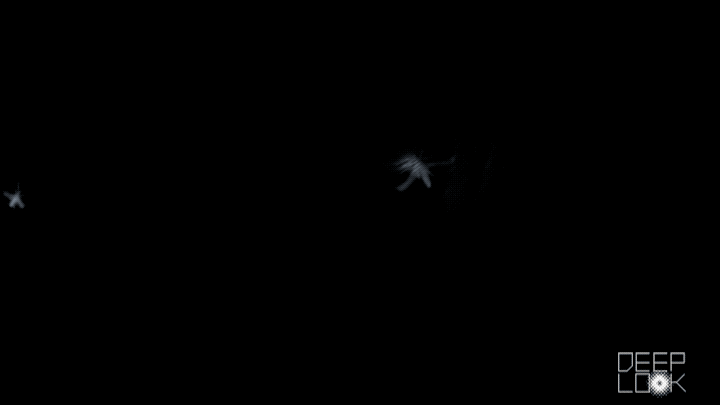 蝙蝠|研究发现：蝙蝠可以“预测未来”，这种生物的秘密太多了