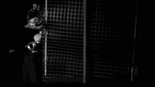 蝙蝠|研究发现：蝙蝠可以“预测未来”，这种生物的秘密太多了