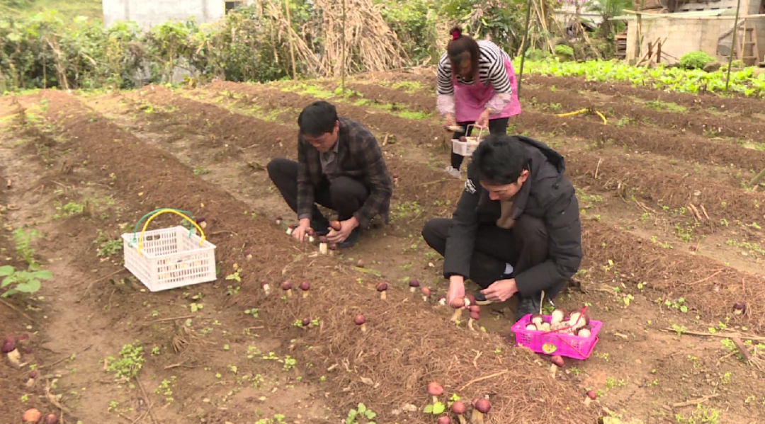 今年年初,木杆鎮甘頂村通木槽村民小組幾戶農戶窮