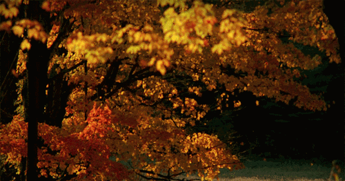 冷空气|冷空气继续“派送”！未来需防“天鹅”“艾莎尼”风雨影响！