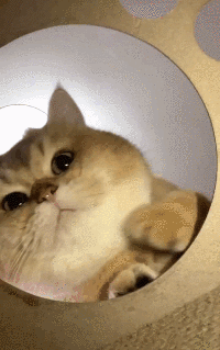 200_319gif 动态图 动图