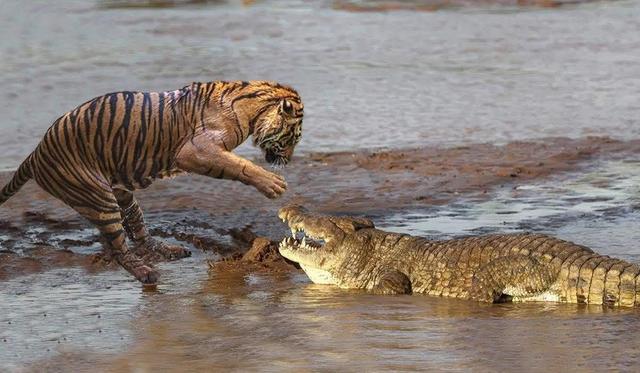 老虎河里泡澡,鳄鱼悄然下水,到了身边发现是惹不起的家伙