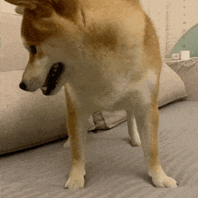 狗子表情柴犬表情包十一