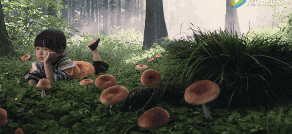 都在陆续恢复,草木旺盛,山林被保护,夏秋之际的雨后更适合蘑菇生长,大