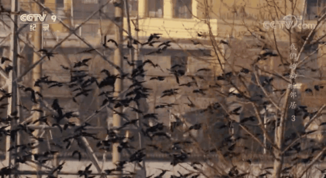 北京|在北京，有多少被乌鸦击中的人想要精神赔偿？