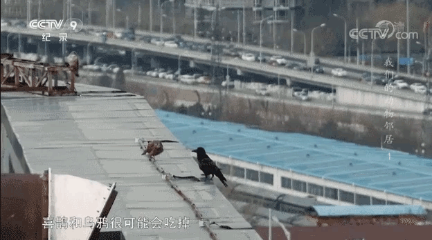 北京|在北京，有多少被乌鸦击中的人想要精神赔偿？