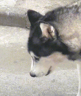 南美洲|“南极和南美洲这是被什么东西给撞开了吧？”哈哈哈哈神评来了