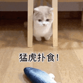 今日份的动态猫猫表情包