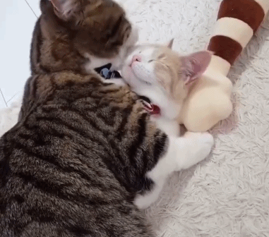 猫护|猫咪舔人是爱的表示吗?铲屎官不要想太多,遇到直接舔回去就对了