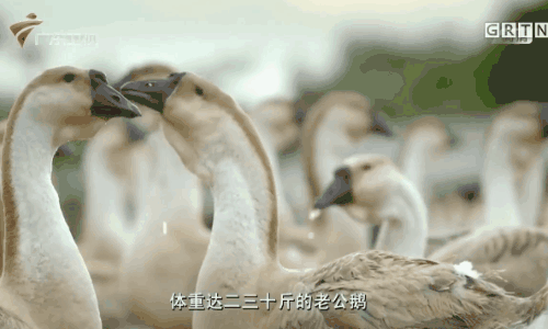 狮头鹅的骗局 网上卖的狮头鹅是真的吗