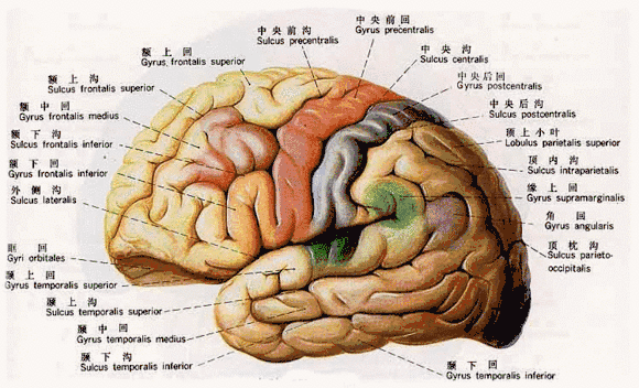人与人之间的差异为何那么大