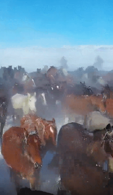 69白雪皑皑,天马踏雪,气势如虹视频中身披红斗篷策马奔腾的视频火了