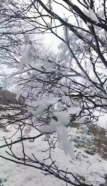 (黄桑保护区提供)想看雾凇的小伙伴,赶紧去吧!一定一定要注意保暖哟!