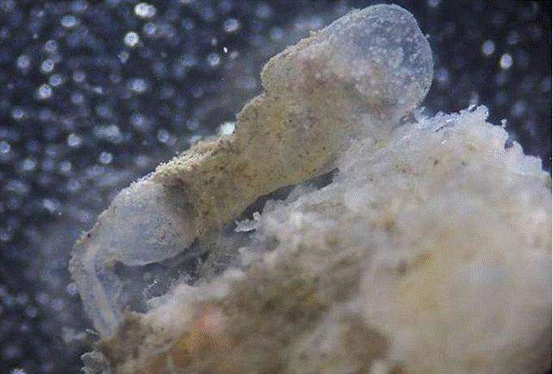 用鱼粪充电水下机器人靠吃鱼粪来发电能维持365天的活动量