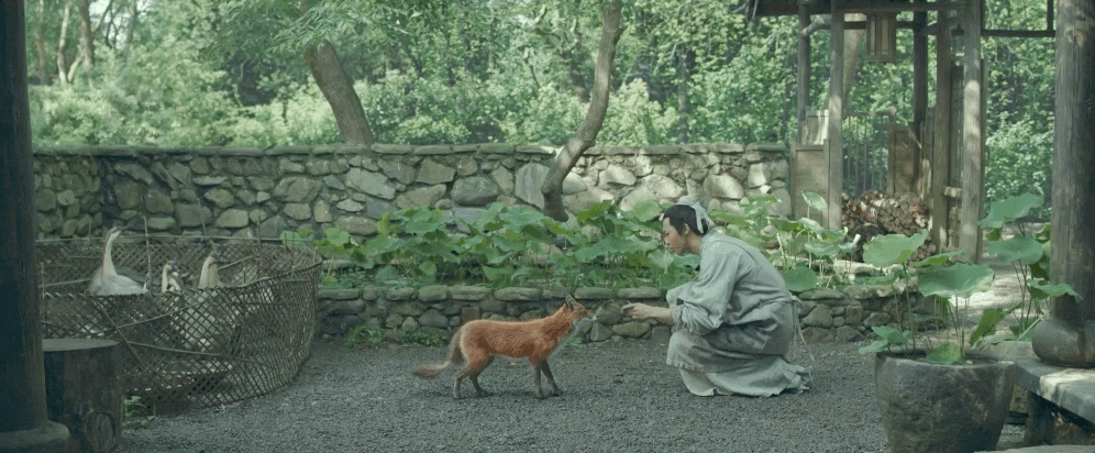 赤狐书生白十三牺牲修为王子进被二次种丹大结局隐藏小细节