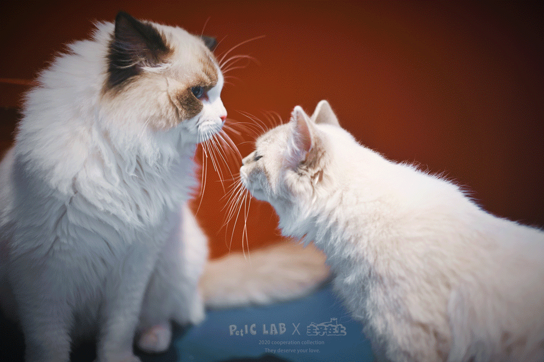 1080_720gif 动态图 动图