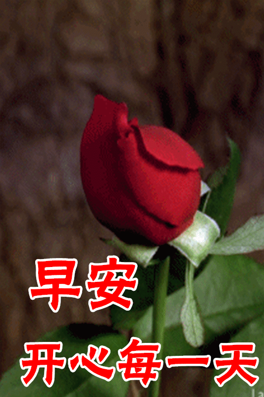 12月13日最漂亮早上好动态表情图片大全早晨好动图美图大全