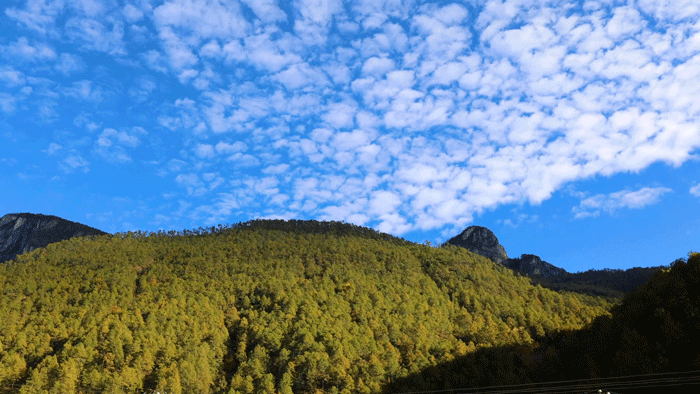 在香格里拉洛吉乡有一群漂亮的彩云姑娘视频