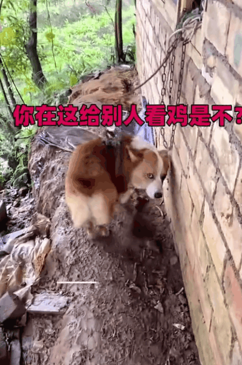 柯基走失后被人栓住看鸡看到主人刹那表情亮了