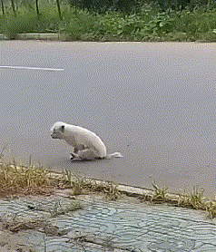 搞笑gif:会太空步的火烈鸟,斯国一!