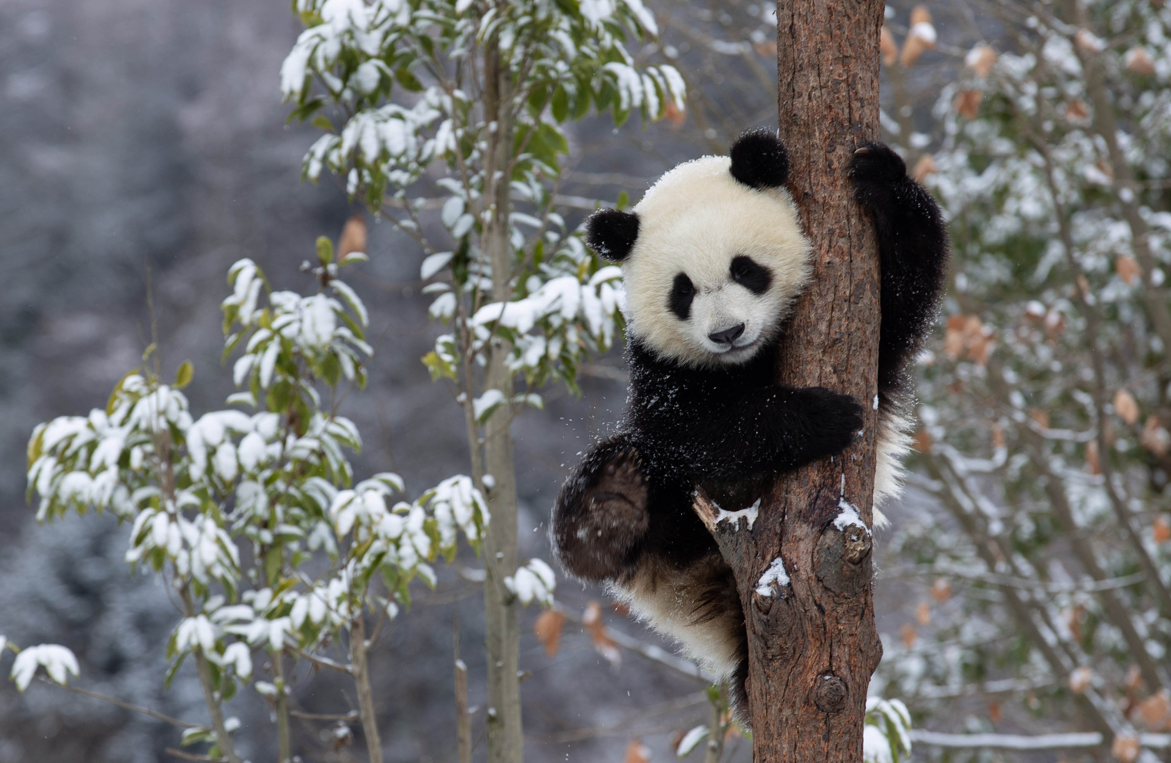 熊猫的样子真实图片