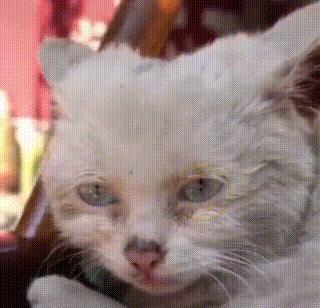 饿到吃钢丝球的流浪小猫 好心人试图阻止 猫咪的反应让人泪目 腾讯网