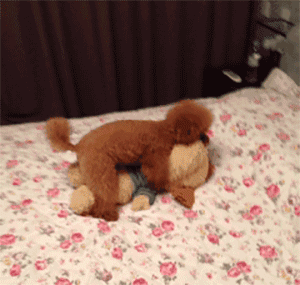 你对泰迪有误解吗?泰迪的正确打开方式在这里