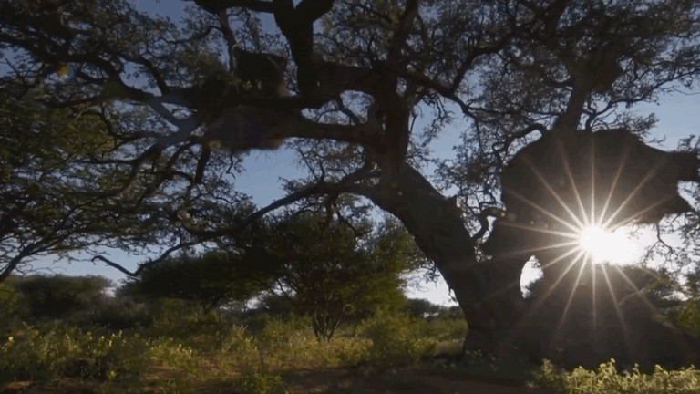 在非洲卡拉哈里沙漠的一角生长着一棵树龄大约200岁的金合欢.