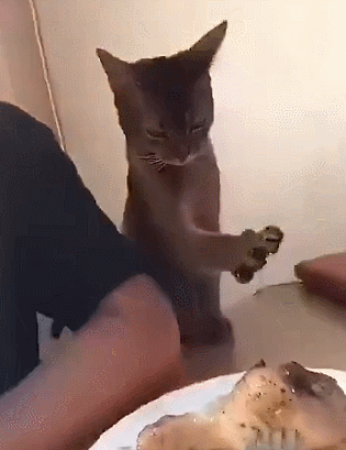 315_409竖版 竖屏gif 动态图 动图