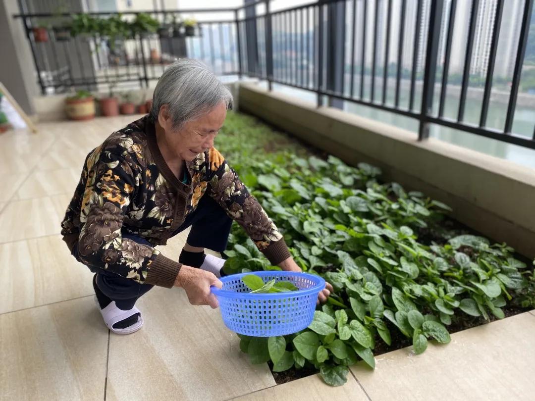 不用大院子,在自家阳台也能种菜,长得贼快的那种