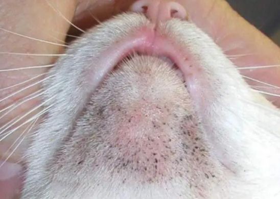 我的猫咪长了"黑胡子",这该怎么办?