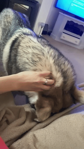 280_498竖版 竖屏gif 动态图 动图