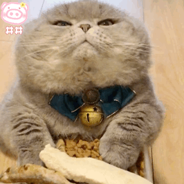 搞笑又可爱的表情包