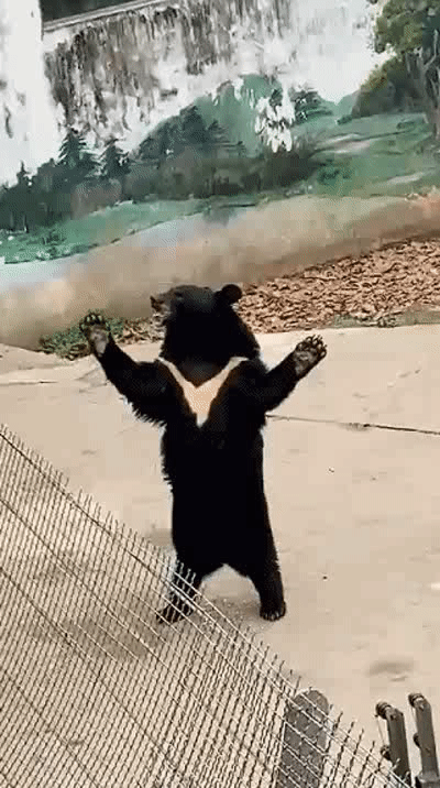 知道那只挥手成网红的熊是如何练成的之后,我再也不想去动物园了_腾讯