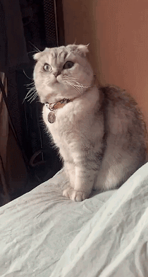 哇哦的表情包猫GIF图片