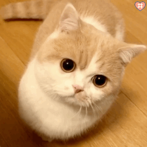 可爱猫咪动图,可可爱爱