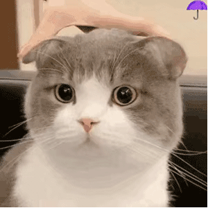 头像| 金刚芭比版の国王排名&三丽鸥