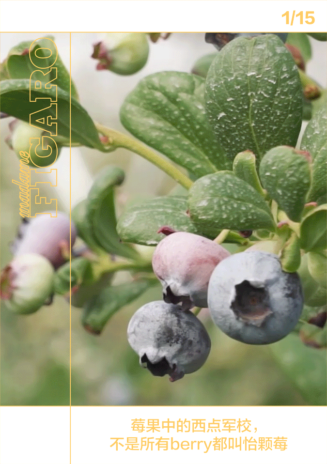 莓果中的西点军校,不是所有berry都叫怡颗莓