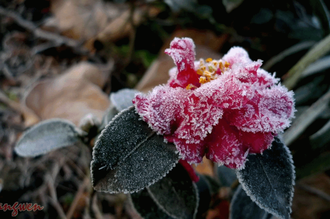 晨逛杨浦公园,绿叶红花之上蒙着白茫茫的一层,若有似无,这是"下雪"了?