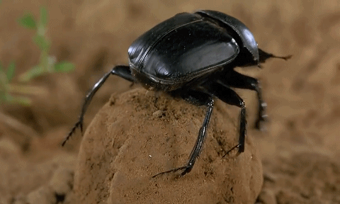 推粪球之前屎壳郎为什么要跳舞