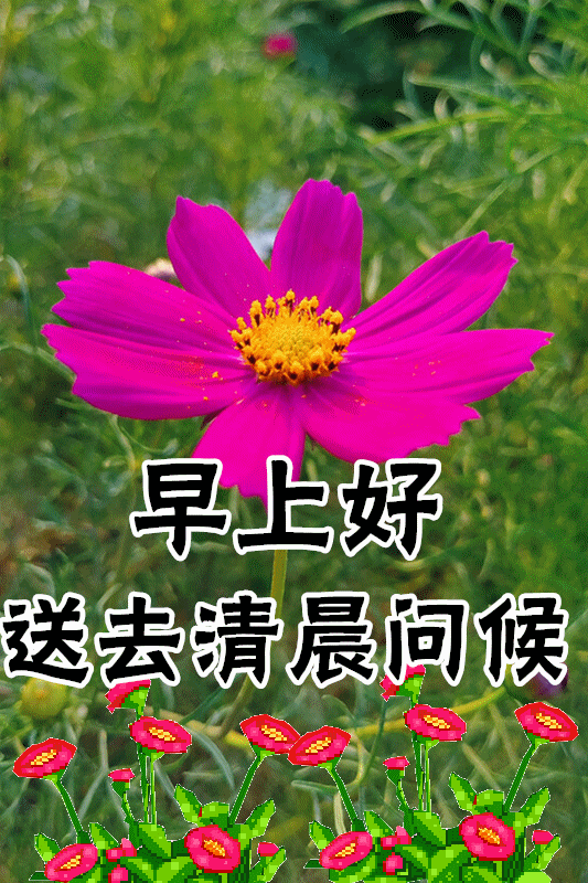 非常精美早上好祝福语动态图片周二特别漂亮的问候早上好图片带字