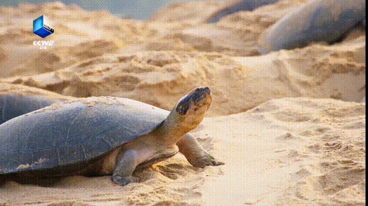 蟹粉狮子头|今日播出蟹粉狮子头，听馋了！